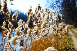 芦苇，芦苇，芦苇