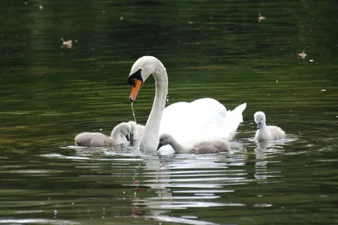 天鹅，池塘，动物，水，自然，白，家庭