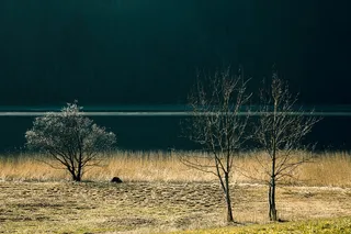 湖，景观，自然，水，银行，树，森林