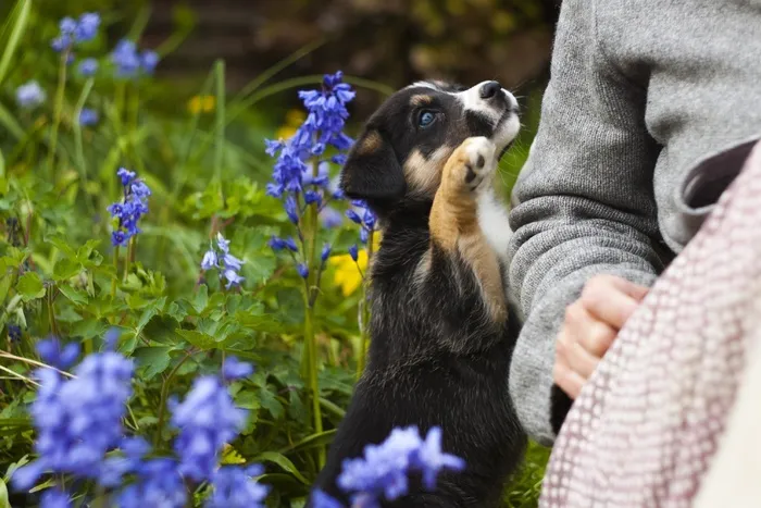 小狗，狗，可爱，犬，宠物，花园，狗，鲜花