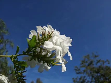 蓝天,花的,植物,自然,开花,盛开,花瓣 蓝天,花的,植物,自然,开花,盛开,花瓣