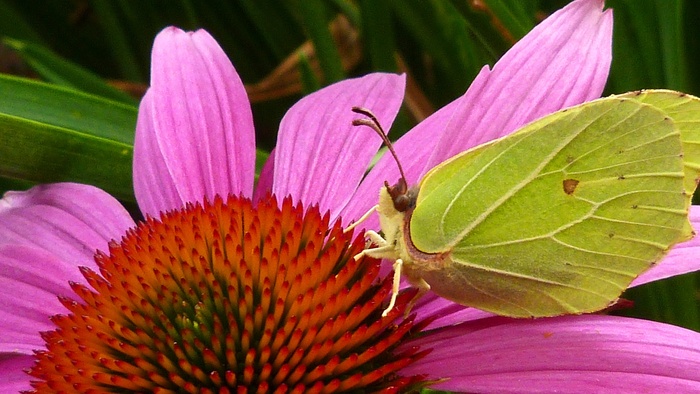 Gonepteryx Rhamni，蝴蝶，黄色，昆虫，关闭