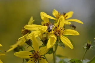 花，蜜蜂，黄色，昆虫，夏天，自然