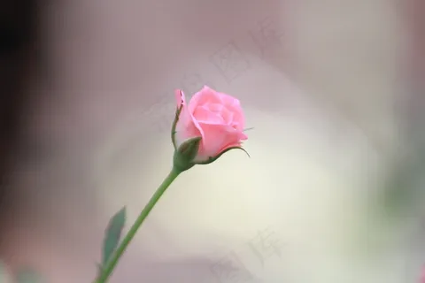 花,玫瑰,粉红色,开花,浪漫,浪漫,美 花,玫瑰,粉红色,开花,浪漫,浪漫,美