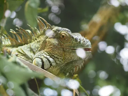鬣蜥,爬行动物,自然,蜥蜴,绿色 鬣蜥,爬行动物,自然,蜥蜴,绿色