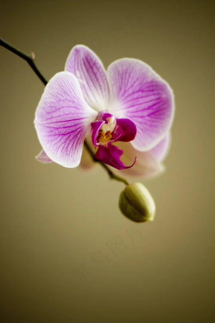 兰花，花，植物区系，花店，植物，可爱，自然