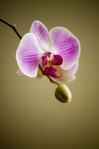 兰花，花，植物区系，花店，植物，可爱，自然