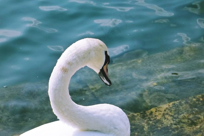 天鹅，水，湖，鸟，羽毛，水禽，头