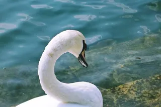 天鹅，水，湖，鸟，羽毛，水禽，头