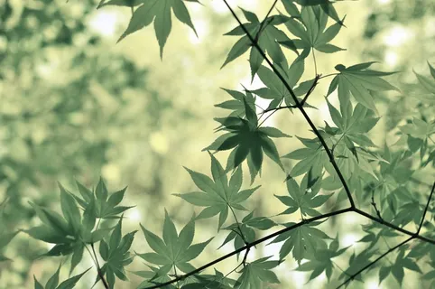 枫,叶子,树,植物学,植物,植物区系,叶子 枫,叶子,树,植物学,植物,植物区系,叶子