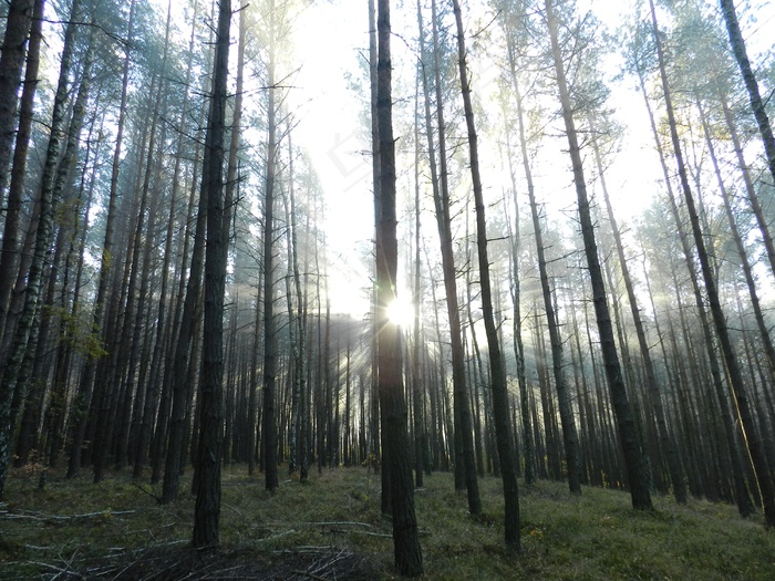 阴影，暮光之城，日出，日落，早晨