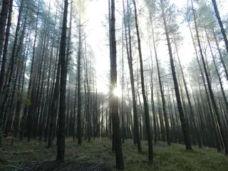 阴影，暮光之城，日出，日落，早晨