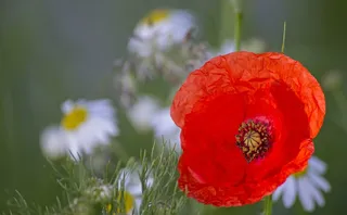 罂粟，花，红色，开花，性质，紫