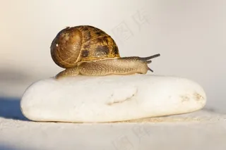蜗牛，石头，变焦