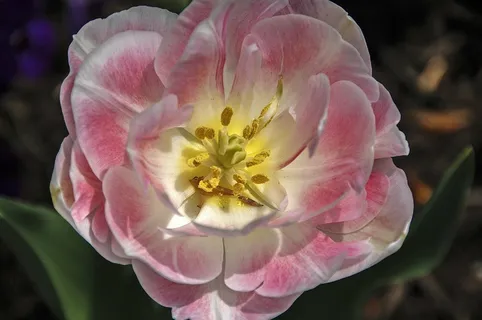 花,粉红色,盛开,特写,花的 花,粉红色,盛开,特写,花的