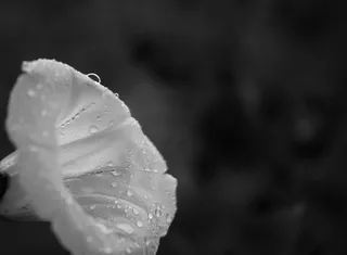 花，黑白色，自然，浪漫，浪漫，植物