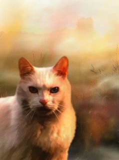 猫，白猫，宠物，动物，图形