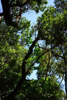 月桂树森林,特内里费岛,Anaga Landschaftspark 月桂树森林,特内里费岛,Anaga Landschaftspark