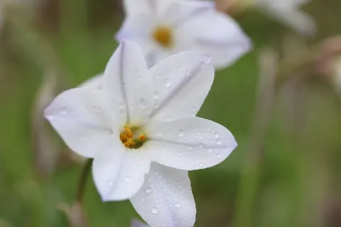 鲜花,春天,早晨,水,雨滴 鲜花,春天,早晨,水,雨滴