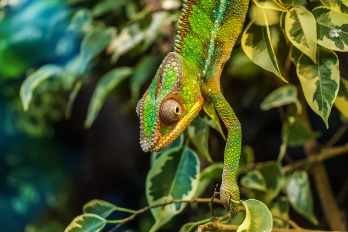 变色龙，帕达克马利昂，Furcifer Pardalis，爬行动物