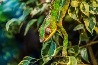 变色龙，帕达克马利昂，Furcifer Pardalis，爬行动物