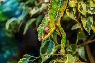 变色龙，帕达克马利昂，Furcifer Pardalis，爬行动物