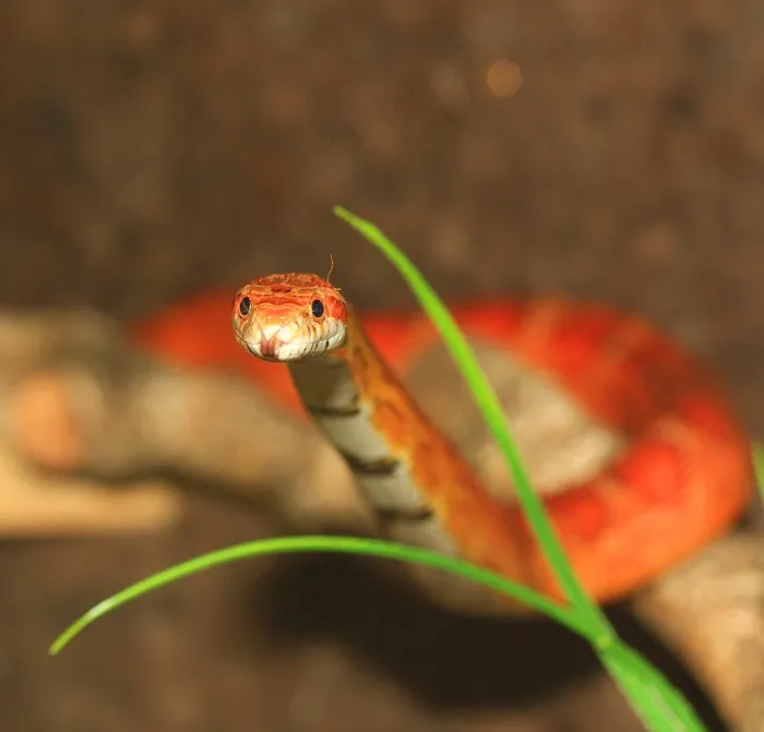 玉米蛇，舌头，蛇，Pantherophis Guttatus