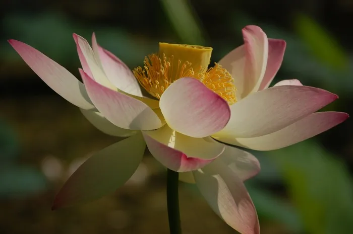 莲花，开花，莲花，花，性质，植物
