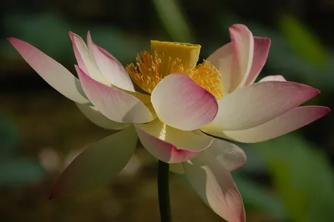 莲花,开花,莲花,花,性质,植物 莲花,开花,莲花,花,性质,植物