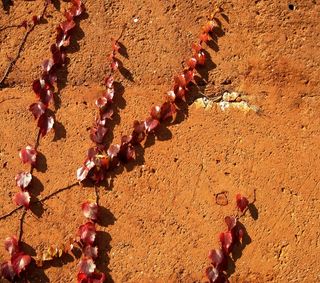 明亮，攀爬的红色常春藤，土黄色的橙色墙，常春藤