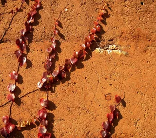 明亮，攀爬的红色常春藤，土黄色的橙色墙，常春藤