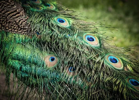 孔雀，母题，羽毛，颜色，美丽