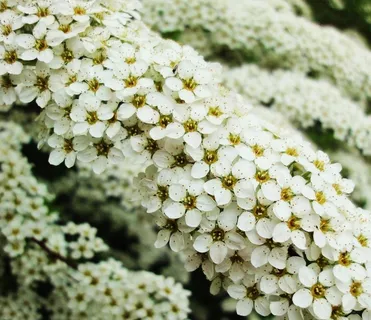 白色,鲜花,性质,花的,春天,开花,花瓣 白色,鲜花,性质,花的,春天,开花,花瓣