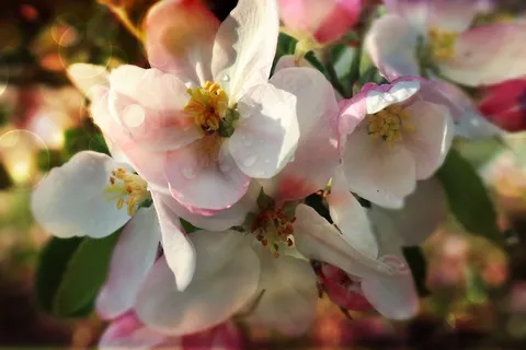 花,苹果,春天,花园,自然,悲伤 花,苹果,春天,花园,自然,悲伤