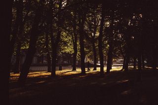 生态林,天空,松林,树,枫树,自然漫步森林树木