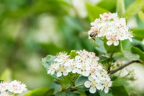 樱花,蜜蜂,蜂蜜,自然,树,樱桃 樱花,蜜蜂,蜂蜜,自然,树,樱桃