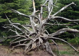 向前，根，洛萨，黑森林，倾覆，风