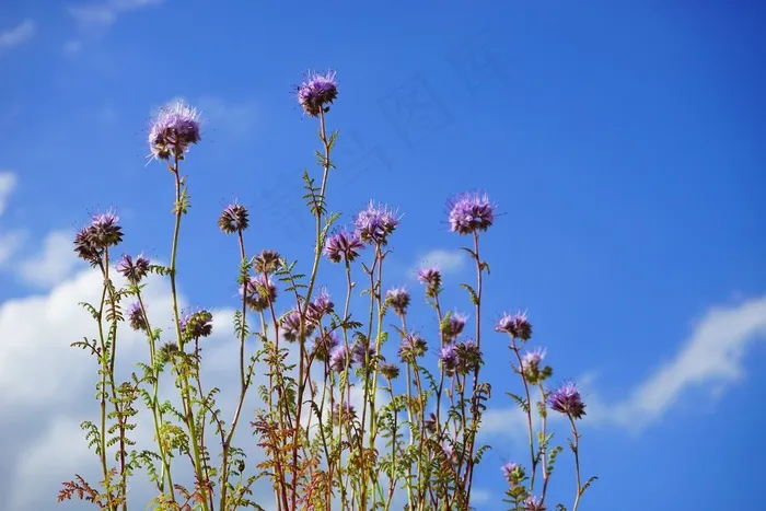 楠木，花，花，花序