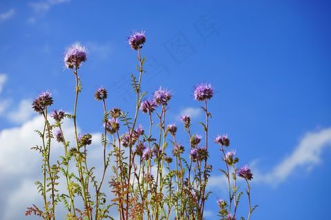 楠木，花，花，花序