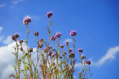 楠木，花，花，花序