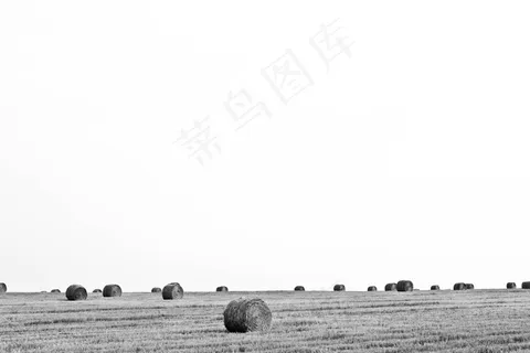 rolling&tubing,草原,羊群,牧场,角马,黑色和白色自然天空领域