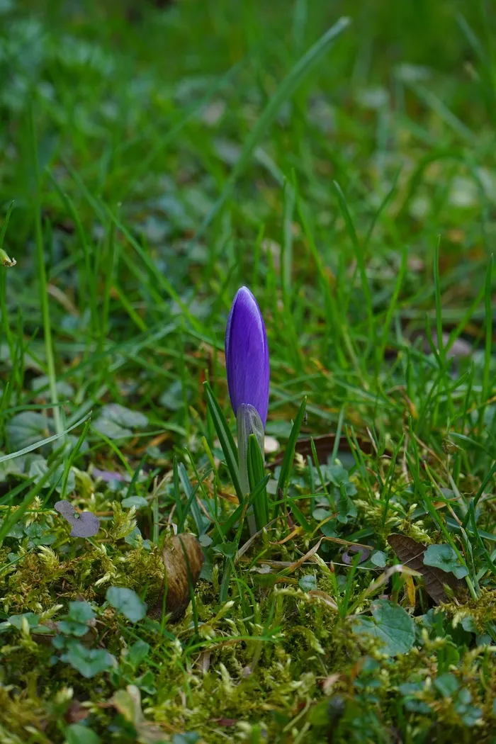 番红花，关闭，鲜花，植物，春天，Frühlingsblüher