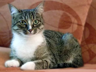 猫，宠物，动物，观点，猫的眼睛，宠物，肖像，首页