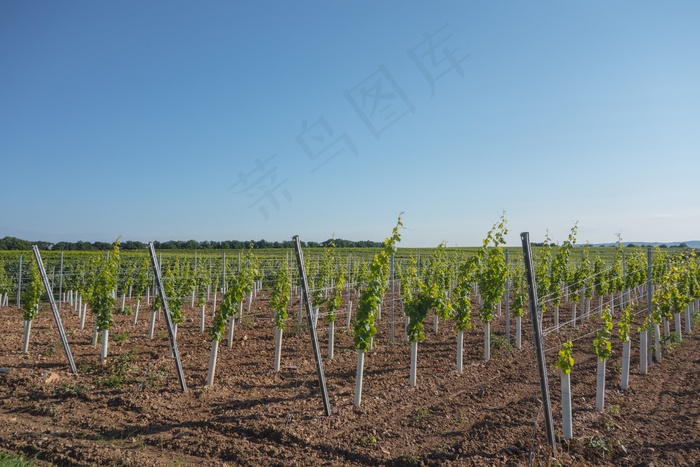 葡萄，酿酒，葡萄园，葡萄藤，葡萄酒，红酒丰收