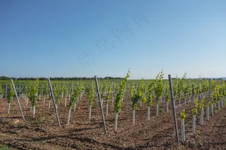 葡萄，酿酒，葡萄园，葡萄藤，葡萄酒，红酒丰收