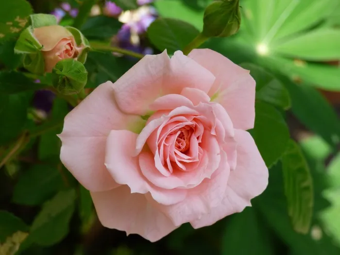粉红色，花，玫瑰，花园，自然