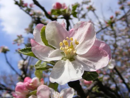 苹果,鲜花,鲜花,盛开,盛开,粉红色,白 苹果,鲜花,鲜花,盛开,盛开,粉红色,白