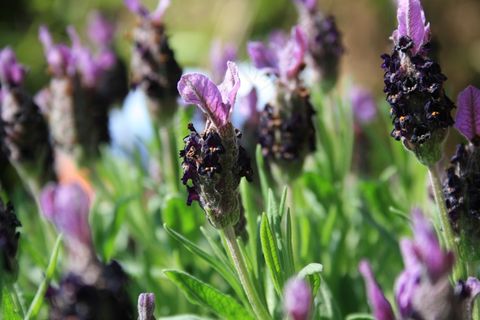 熏衣草，花，开花