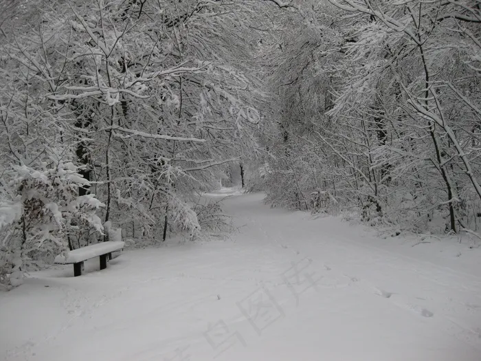 冬季，雪，寒冬，白，森林，自然