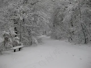 冬季，雪，寒冬，白，森林，自然